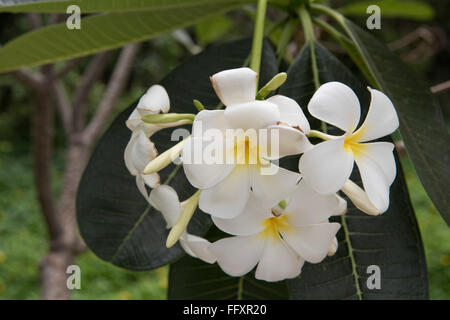 Weiße Blumen auf einem Frangipani-Baum, Plumeria SP., tropische Zierpflanze, Bangkok, Thailand Stockfoto