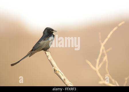 Vogel, schwarzer Drongo Dicrurus Macrocercus, Nationalpark Ranthambore Tiger Reserve, Rajasthan, Indien Stockfoto