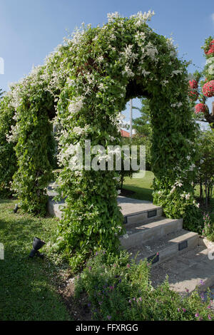 Ornamentale Garten Bogen unterstützen eine russische Rebe, Fallopia Baldschuanica in Blüte, Bangkok, Thailand Stockfoto