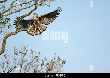 Vogel, veränderbare Hawk Eagle Spizaetus Cirrhatus fliegen, Corbett Tiger Reserve, Uttaranchal, Indien Stockfoto