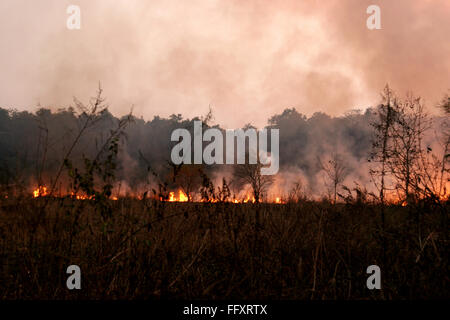 Feuerkorridore schneiden Grasland von Dhikala in Corbett Tiger Reserve kontrollierte Verbrennung von Gräsern , Uttaranchal , Uttarakhand , Indien , Asien Stockfoto