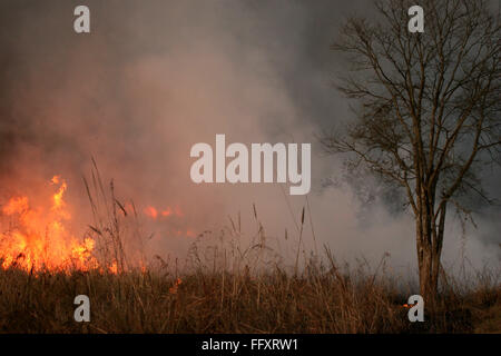 Feuer-Korridore, die Wiesen von Dhikala in Corbett Tiger Reserve ausgeschnitten kontrolliert verbrennen von Gräsern, Uttaranchal Stockfoto