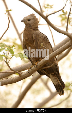 Vogel, Oriental-Honig-Bussard Pernis Ptilorhyncus, Nationalpark Ranthambore Tiger Reserve, Rajasthan, Indien Stockfoto