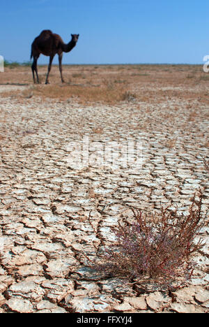 Kamel mit Blick auf getrocknete Land, Nakhatrana, Kutch, Gujarat, Indien Stockfoto