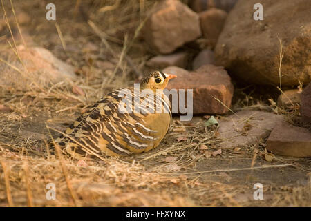 Boden-Vogel, malte Sandgrouse männlich, Ranthambore Tiger Reserve, Rajasthan, Indien Stockfoto