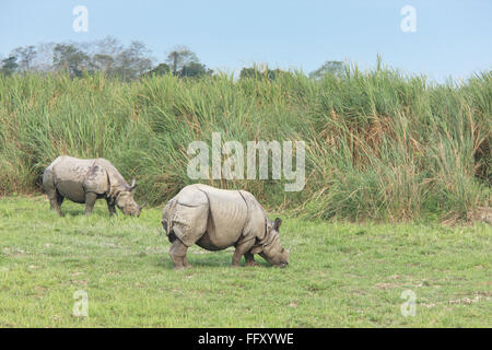 Rhino einen gehörnten Rhinoceros Unicornis Beweidung in Kaziranga Nationalpark, Assam, Indien Stockfoto