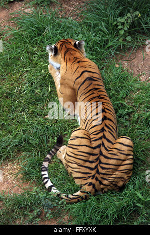 Bengal-Tiger-Panthera Tigris Entspannung in Guwahati Zoo, Assam, Indien Stockfoto