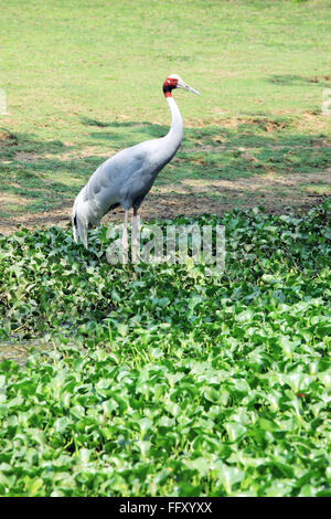 Wasservogel, Stilicho Kran Grus Antigone in Guwahati Zoo, Assam, Indien Stockfoto