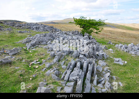 Karbonifere Kalksteinausbissen über Dan yr Ogof Höhlen, im Brecon Beacons National Park, South Wales, Großbritannien. Stockfoto