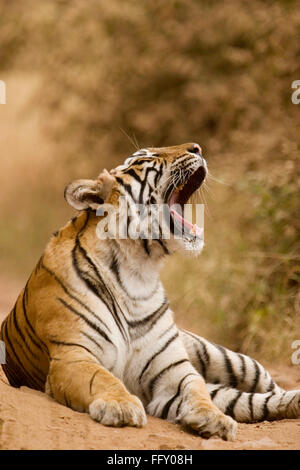 Tiger-Panthera Tigris Gähnen im Ranthambore Nationalpark, Rajasthan, Indien Stockfoto