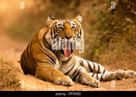 Tiger Panthera Tigris Zunge heraus im Ranthambore Nationalpark, Rajasthan, Indien Stockfoto