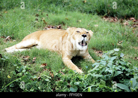 Löwin Panthera Leo Gähnen in Guwahati Zoo, Assam, Indien Stockfoto