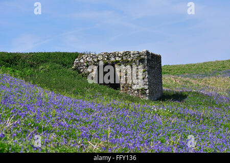 Old Limekiln umgeben von Blaubellen im Frühling auf Skomer Island Naturschutzgebiet, South Wales Stockfoto