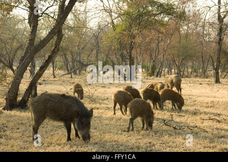 Wildschwein Sus Scrofa Beweidung im Ranthambore Nationalpark, Rajasthan, Indien Stockfoto