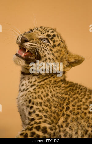 Big Cat Baby oder junge Leopard cub knurrenden, Panthera Pardus, Ranthambore Nationalpark, Rajasthan, Indien Stockfoto