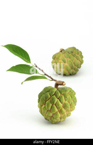 Obst, Pudding Apfel oder Sitaphal Annona Squamosa Zucker Apfel auf weißem Hintergrund Stockfoto