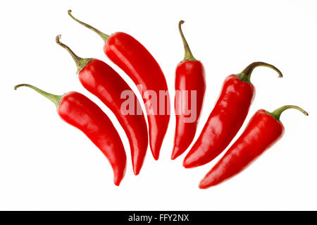 Indische Gewürze, sechs rote kühl oder Chili Capsicum Annuum auf weißem Hintergrund Stockfoto