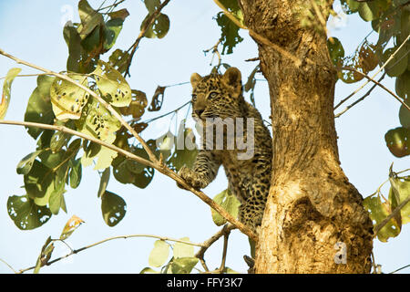 Große Katze Baby oder junge Leopard Cub Panthera Pardus sitzen auf Baum, Ranthambore Nationalpark, Rajasthan, Indien Stockfoto