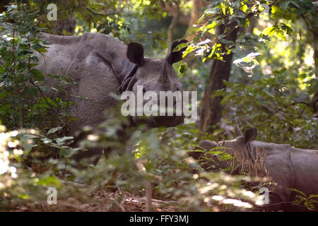 Eine gehörnte indischer Rhinoceros mit Kalb Rhinoceros Unicornis in Dudhwa Nationalpark, Uttar Pradesh, Indien Stockfoto