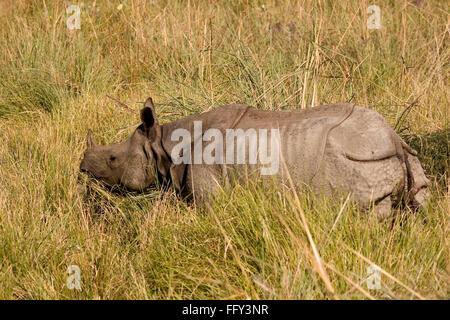 Eine gehörnte indischer Rhinoceros Unicornis in Dudhwa Nationalpark, Uttar Pradesh, Indien Stockfoto