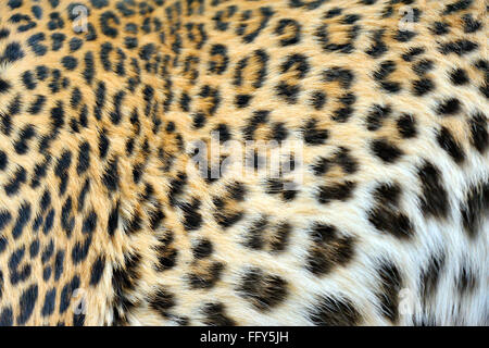 Schwarze Flecken auf Leopardenfell Panthera Pardus; Ranthambore Tiger reserve; Rajasthan; Indien Stockfoto