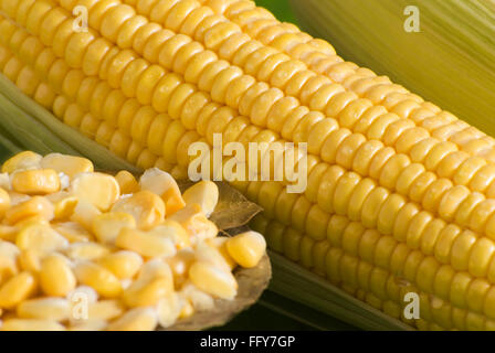 Essen, Tautropfen auf süßen Mais goldene Schale Zea Mays Bhutta Makki Makai Stockfoto