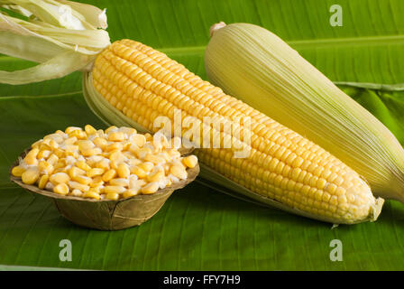 Essen, Tautropfen auf süßen Mais goldene Schale Zea Mays Bhutta Makki Makai Stockfoto