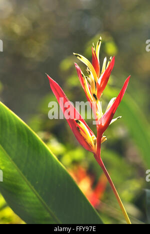 Strelitzia Reginae Strelitzie Paradiesvogelblume Blume oder Kran Lilie Saguna Baug, Nerul, Bombay Mumbai, Maharashtra Stockfoto