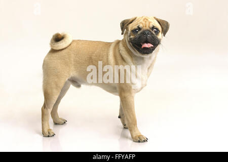 Hund Mops männliches schwarzes Mündungsgesicht, das sich auf weißem Hintergrund wundert Stockfoto