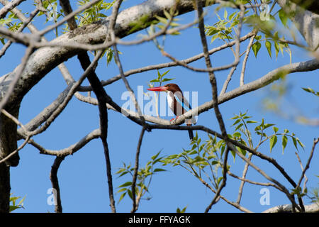 weiße breasted Kingfisher auf Baum Bandhavgarh National Park Madhya Pradesh, Indien Stockfoto