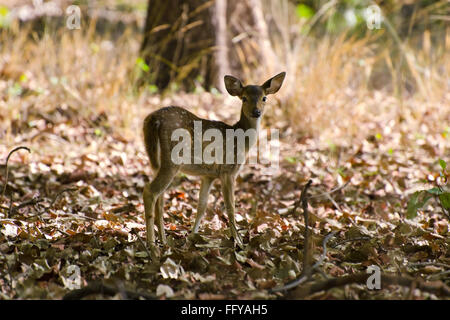 Hirsch in Bandhavgarh National Park Madhya Pradesh Indien entdeckt Stockfoto