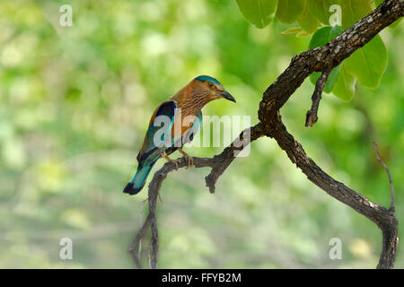 Walze gehockt Baum Bandhavgarh National Park Madhya Pradesh, Indien Stockfoto