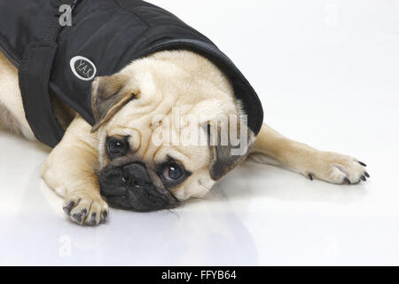 Hund Mops männliche schwarze Schnauze müde posiert auf weißem Hintergrund Stockfoto