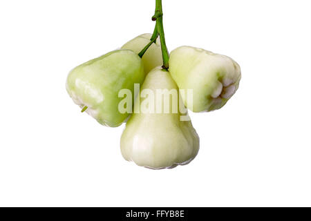 Rosenapfel bengal Stockfoto