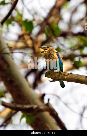 Walze Perched auf Baum Panna Nationalpark Madhya Pradesh, Indien Stockfoto