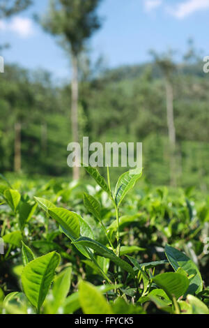 Tee-Plantage Camellia Sinensis; Thekkady in Idukki; Kerala; Indien Stockfoto