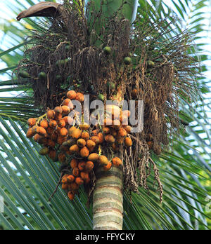 Reihe von Betelnuss Areca Catechu auf Betel Palm; Thekkady in Idukki; Kerala; Indien Stockfoto