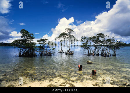 Mangrovenbäume in Havelock Inseln; Andaman und Nicobar Inseln; Indien Stockfoto