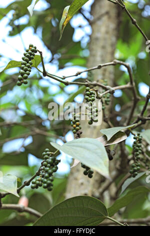 Gewürze; grünem Pfeffer Piper Nigrum am Werk; Thekkady Thekkadi; Dist Idukki; Kerala; Indien Stockfoto