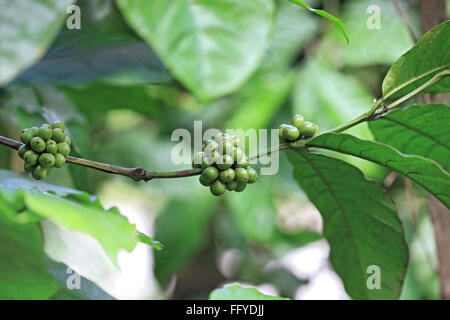 Kaffee Arabica; Thekkady Thekkadi; Dist Idukki; Kerala; Indien Stockfoto