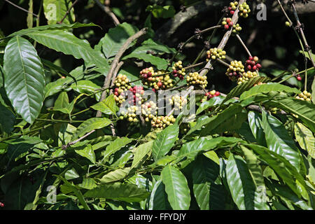 Kaffeepflanze mit Beeren Arabica; Thekkady Thekkadi; Distrikt Idukki; Kerala; Indien Stockfoto