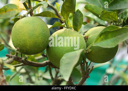 Früchte; drei grüne süße orange Mausambi citrus Sinensis Blätter hängen an Zweig Stockfoto