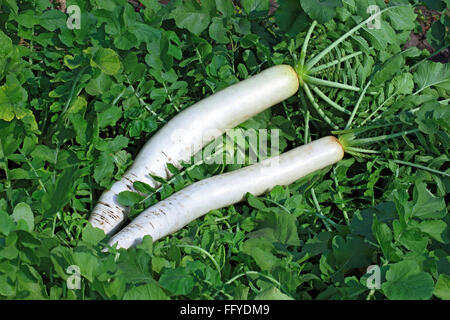 Grüne Gemüse weißer Rettich Raphanus Sativus wachsen in Feld Stockfoto