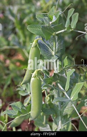 Grüne Erbsen Pflanzen pisum sativum Gartenerbsen Schoten hängen auf Pflanzen auf dem Feld Stockfoto