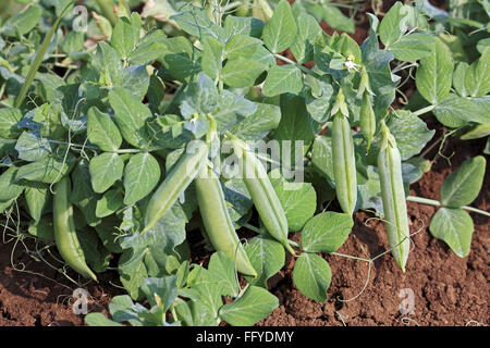 Grüne Erbsen Pflanzen pisum sativum Gartenerbsen Schoten hängen auf Pflanzen auf dem Feld Stockfoto