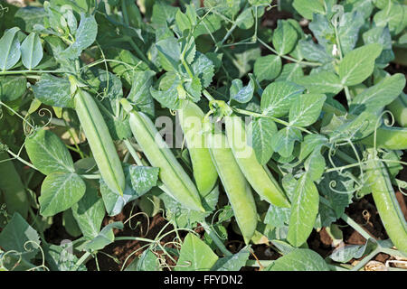 Grüne Erbsen Pflanzen pisum sativum Gartenerbsen Schoten hängen auf Pflanzen auf dem Feld Stockfoto