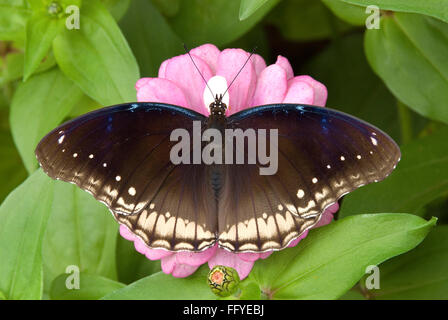 Große Eggfly Lalbagh in Bangalore, Karnataka Indien Asien Stockfoto