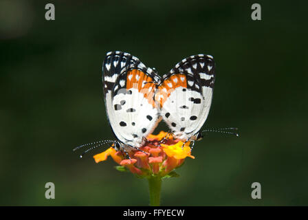 Rote Pierrot Paarung, Talicada nyseus, Schmetterlingspark, Bannerghatta, Bangalore, Karnataka, Indien, indische Schmetterlinge Stockfoto