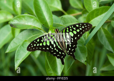 Tailed Jay Lalbagh in Bangalore, Karnataka Indien Asien Stockfoto