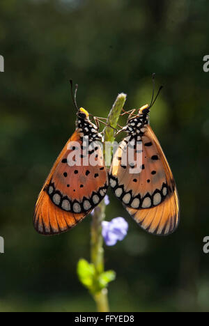 Tawny Coster Paarung Omkar Hügel in Bangalore, Karnataka Indien Asien Stockfoto